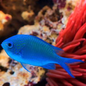 Blue Reef Chromis