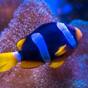 Clarkii Clown Fish Pair