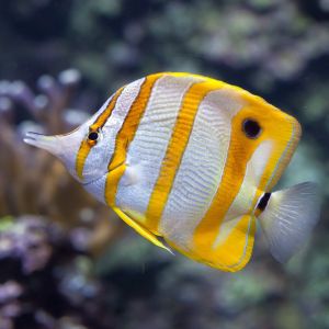 Copperband Butterflyfish