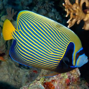 Emperor Angelfish Juvenile