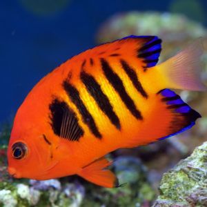Flame Angelfish