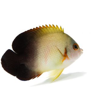 Half Black Angelfish