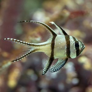 Banggai / Kauderns Cardinalfish