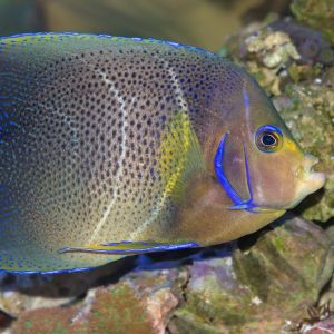 Koran Angelfish