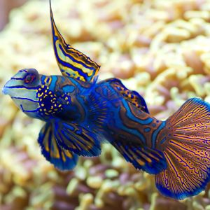Mandarin Dragonet - Blue