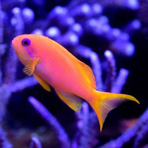 Pink Anthias