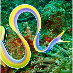 Ribbon Eel