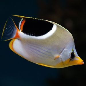 Saddleback Butterfly Fish