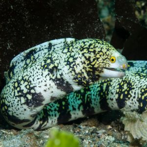 Snowflake eel