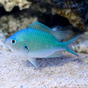 Blue / Green Chromis