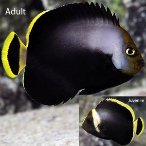 Black Velvet Angelfish