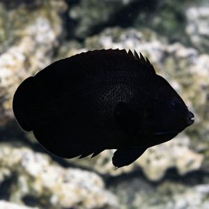 Midnight Angelfish