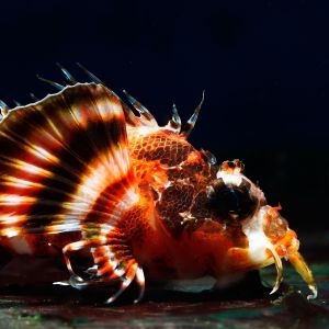 Fu Manchu Lionfish