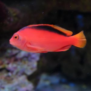 Flame (scarlet) Hawkfish