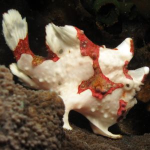 Wartskin Angler Fish