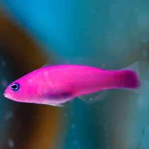 Strawberry Pygmy Basslet