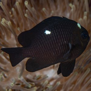 Three Spot Domino Damselfish