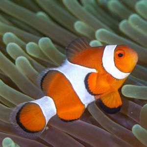 True Percular Clownfish Small