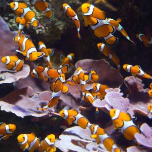 Tank Bred Clownfish Small