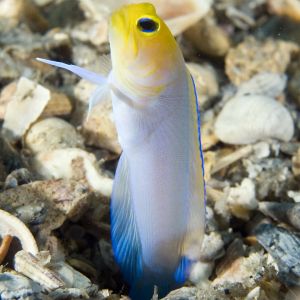 Yellowhead Jawfish