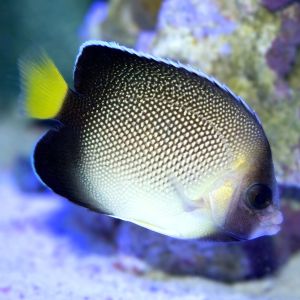 Xanthurus Cream Angelfish