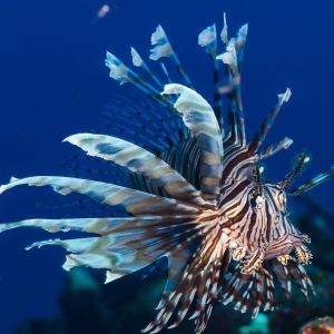 Volitan Lionfish