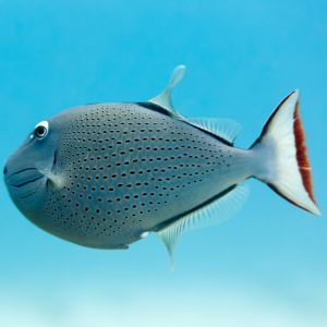 Red Tail Triggerfish
