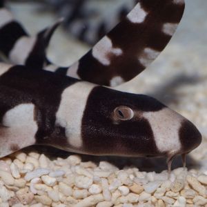 Black banded cat shark (bamboo shark)