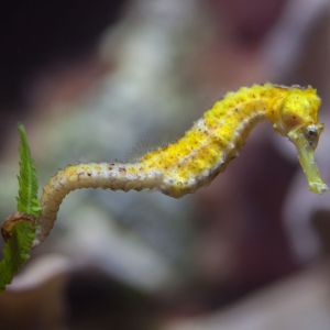 Reidi Seahorse Pair