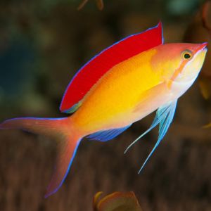 Madder Seaperch (Dispar Anthias)