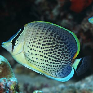 Pepperedblue Butterflyfish