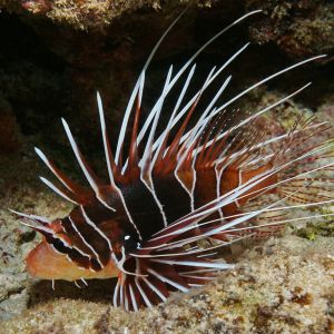Radiata Lionfish