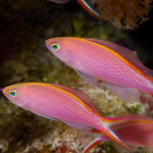 Princess Anthias