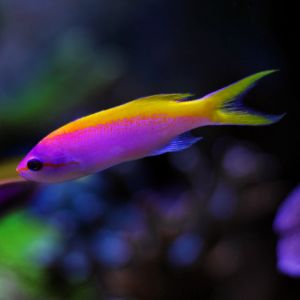 Evansi Anthias