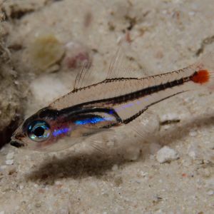Redspot Cardinalfish