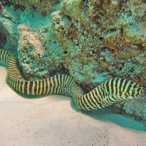 Zebra Moray Eel