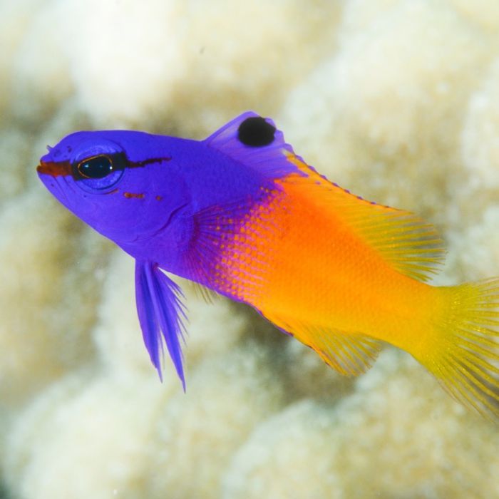 Feeding Ornamental Fish for Vibrant Colors: Ultimate Nutrition Tips