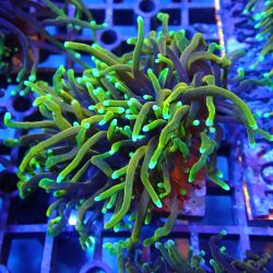 WYSIWYG Coral KRK-84 Ultra Dragon Soul