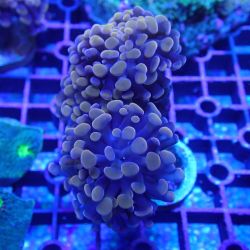 WYSIWYG Coral KRK-22 Double Head Rose Gold Hammer Frag