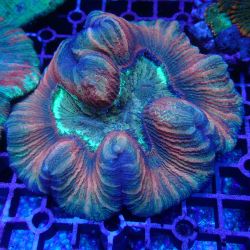 WYSIWYG Coral KRK-26 Ultra Trachy