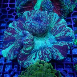 WYSIWYG Coral KRK-31 Ultra Trachy 