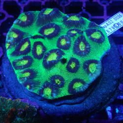 WYSIWYG Coral KRK-35 goniastrea 