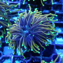 WYSIWYG Coral KRK-93 Dragon Soul Torch