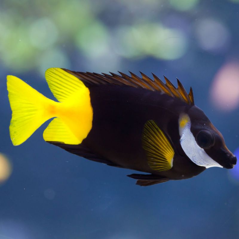 Fiji / Bi-Colour Foxface, Siganus uspi at Kraken Corals